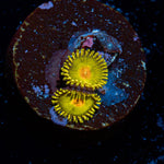 Golden Gods Zoanthid Coral with colony growth in reef aquarium