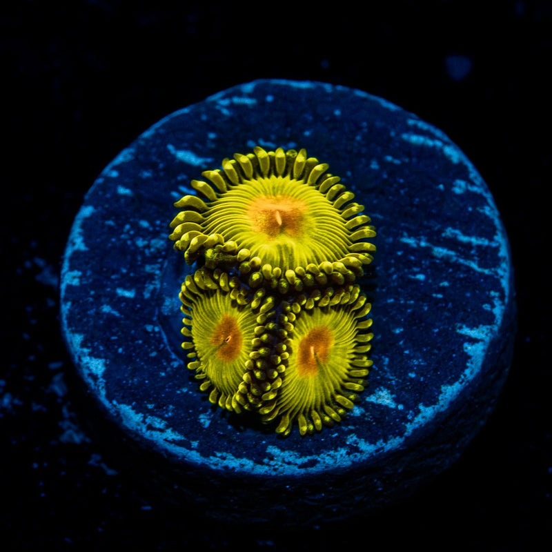 Golden Gods Zoanthid Coral with colony growth in reef aquarium