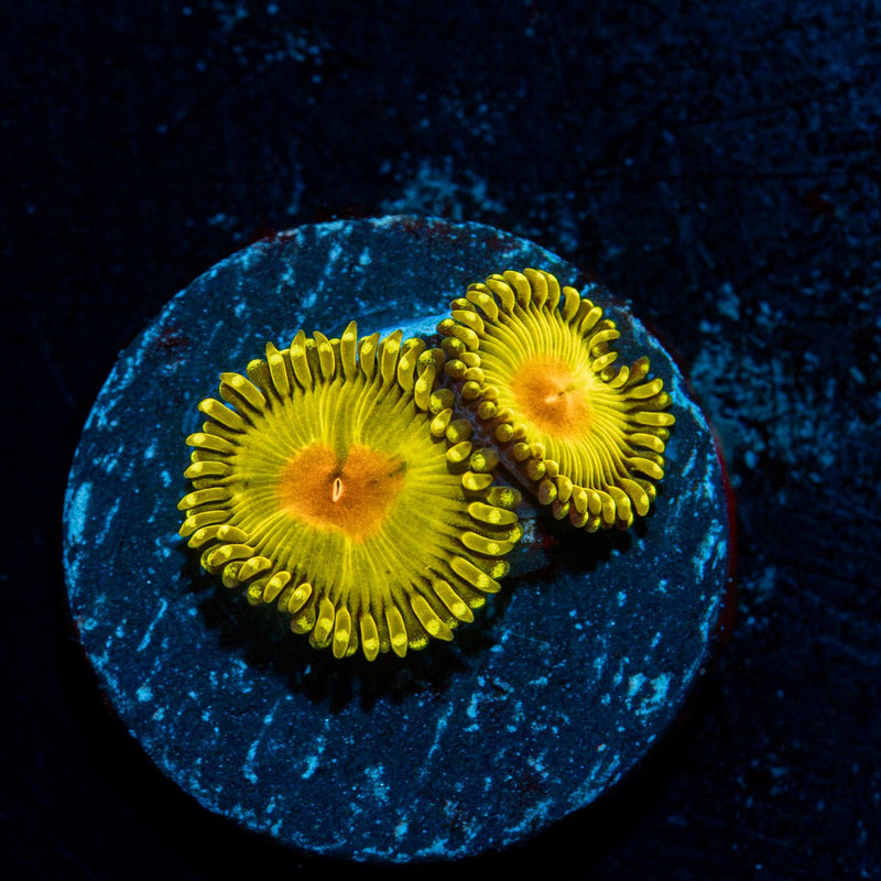 Golden Gods Zoanthid Coral with colony growth in reef aquarium