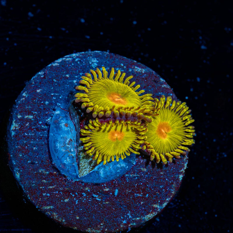 Golden Gods Zoanthid Coral