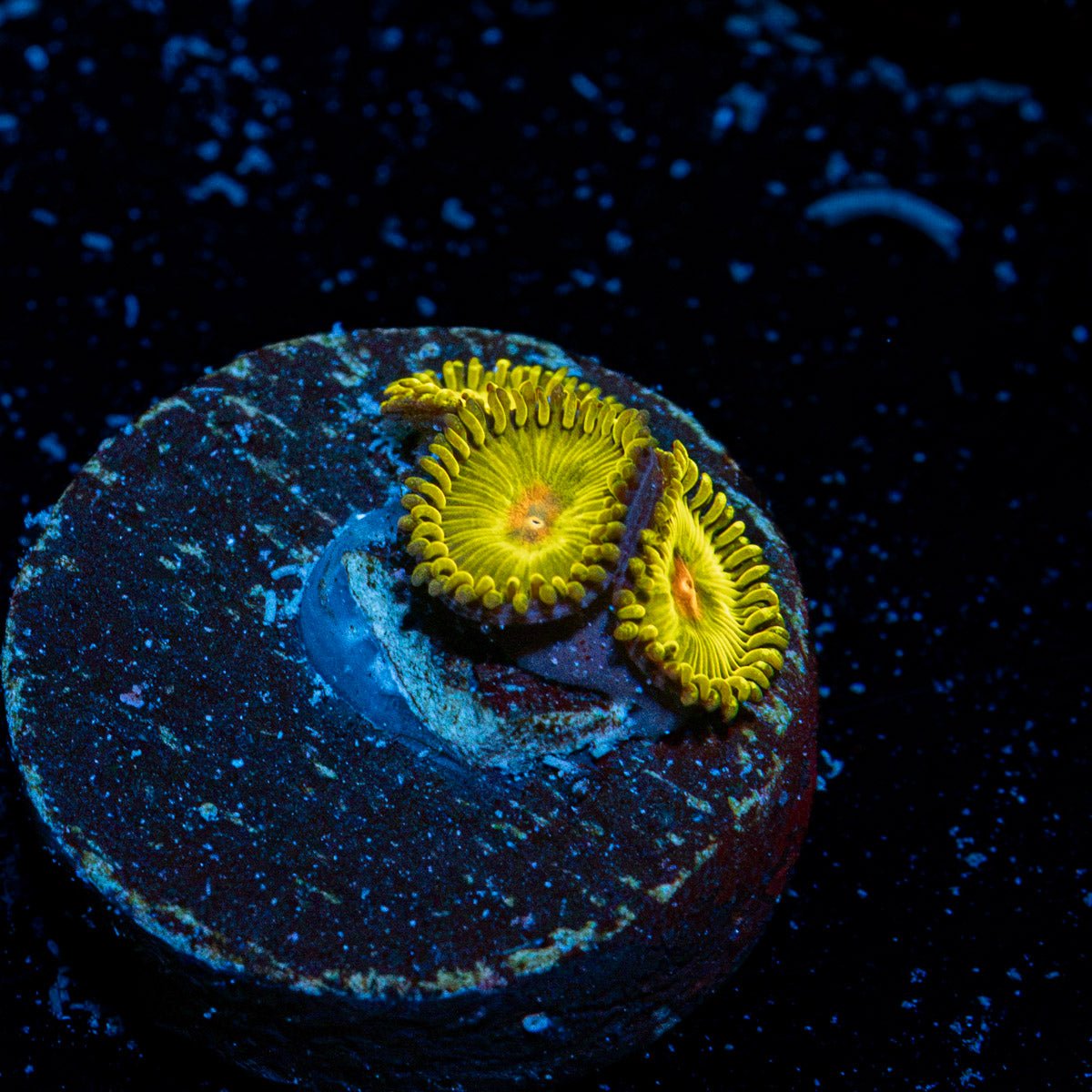 Golden Gods Zoanthid Coral with colony growth in reef aquarium