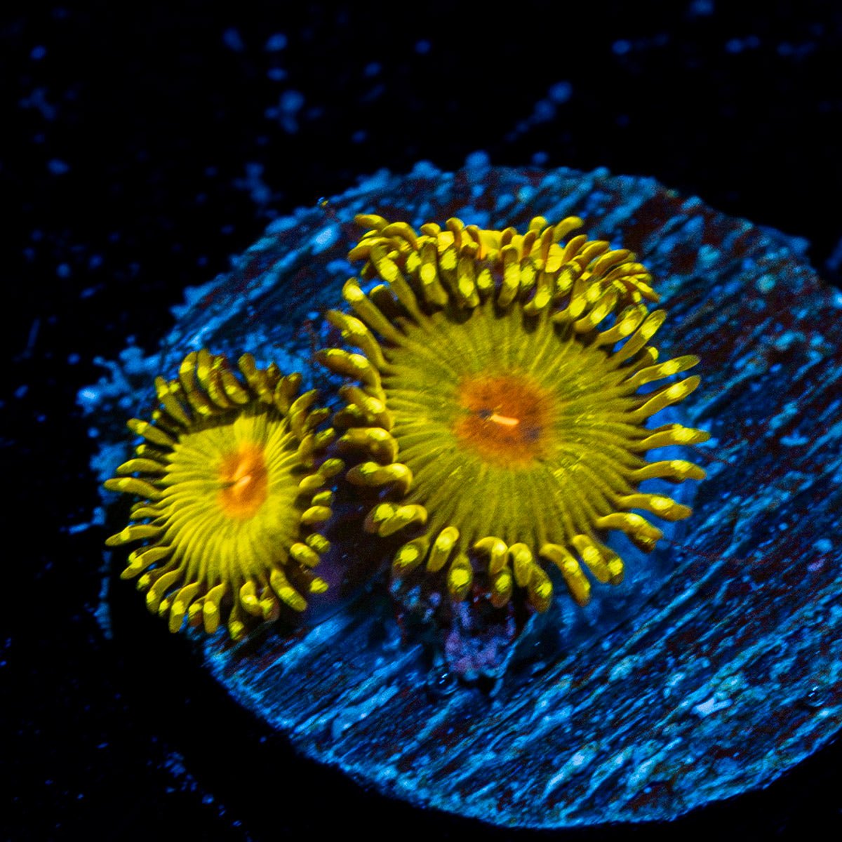 Golden Gods Zoanthid Coral with colony growth in reef aquarium