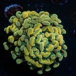 Golden Hammer coral with branching heads in a saltwater aquarium