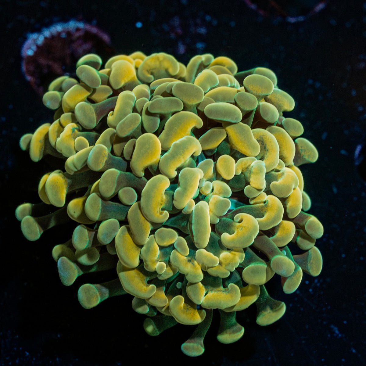 Golden Hammer coral with branching heads in a saltwater aquarium