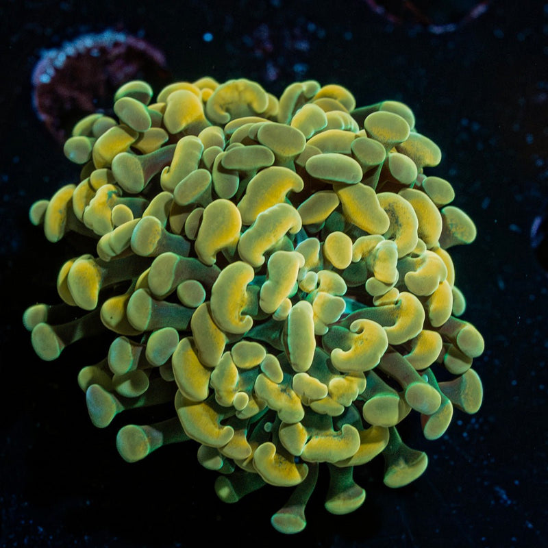 Golden Hammer Coral