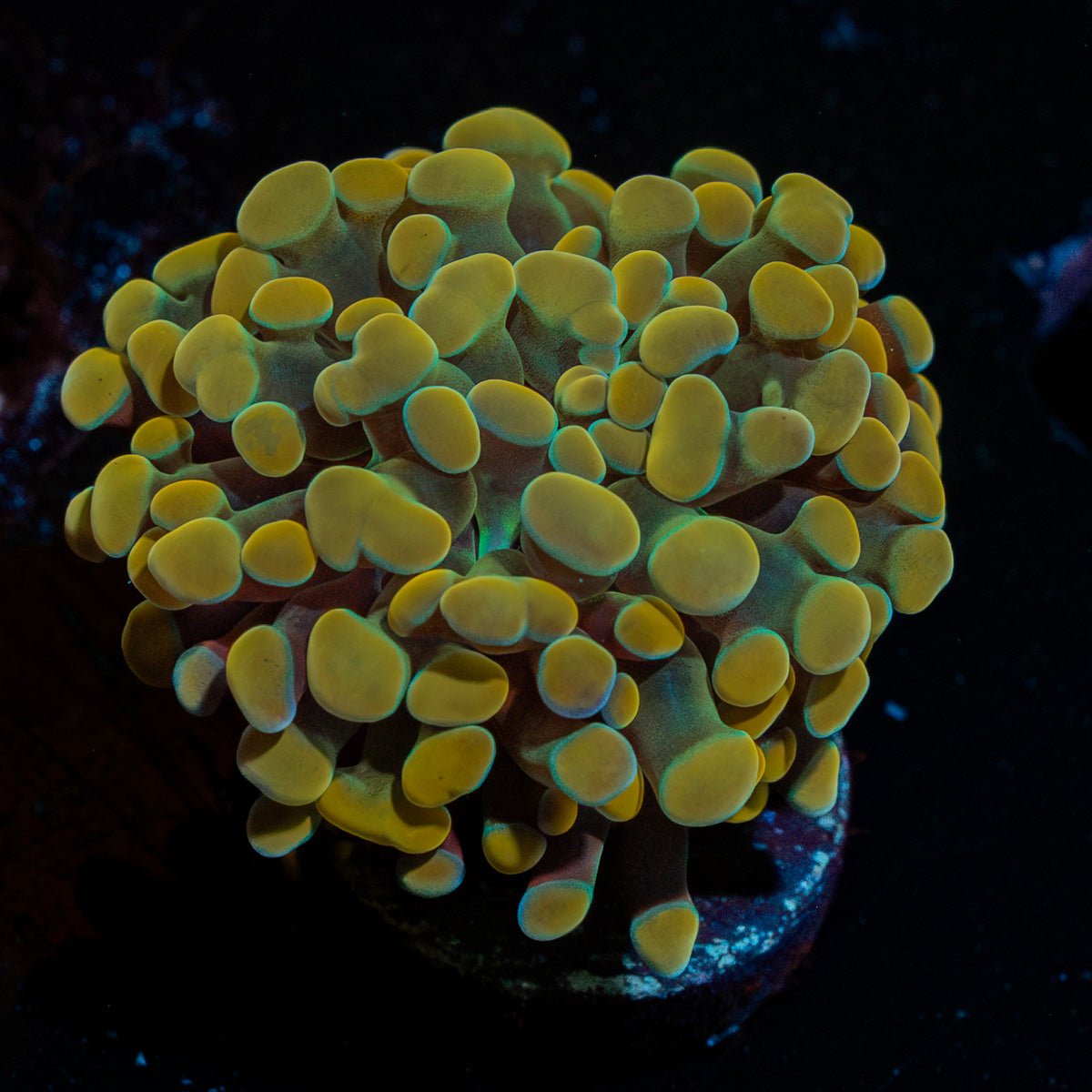 Golden Hammer coral with branching heads and golden coloration in a reef aquarium