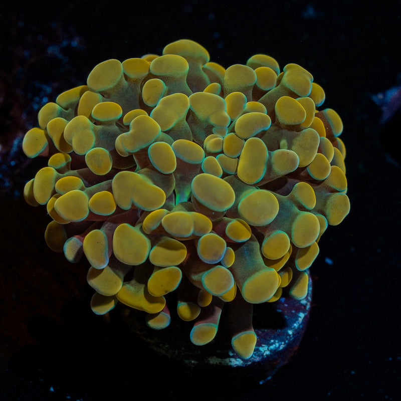 Golden Hammer Coral