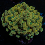 Golden Hammer coral with branching heads in a saltwater aquarium