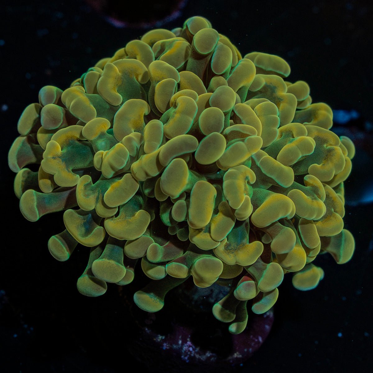 Golden Hammer coral with branching heads in a saltwater aquarium