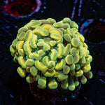 Golden Hammer coral with branching heads and golden coloration in a reef aquarium