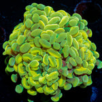 Golden Hammer coral with branching fleshy heads in reef aquarium