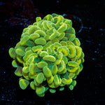 Golden Hammer coral with branching fleshy heads in reef aquarium
