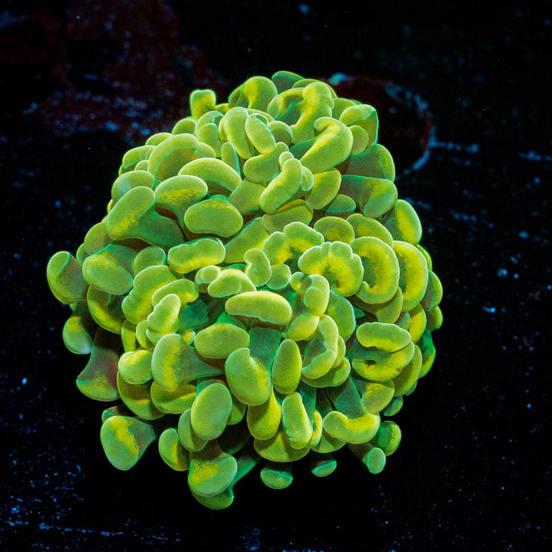 Golden Hammer Coral