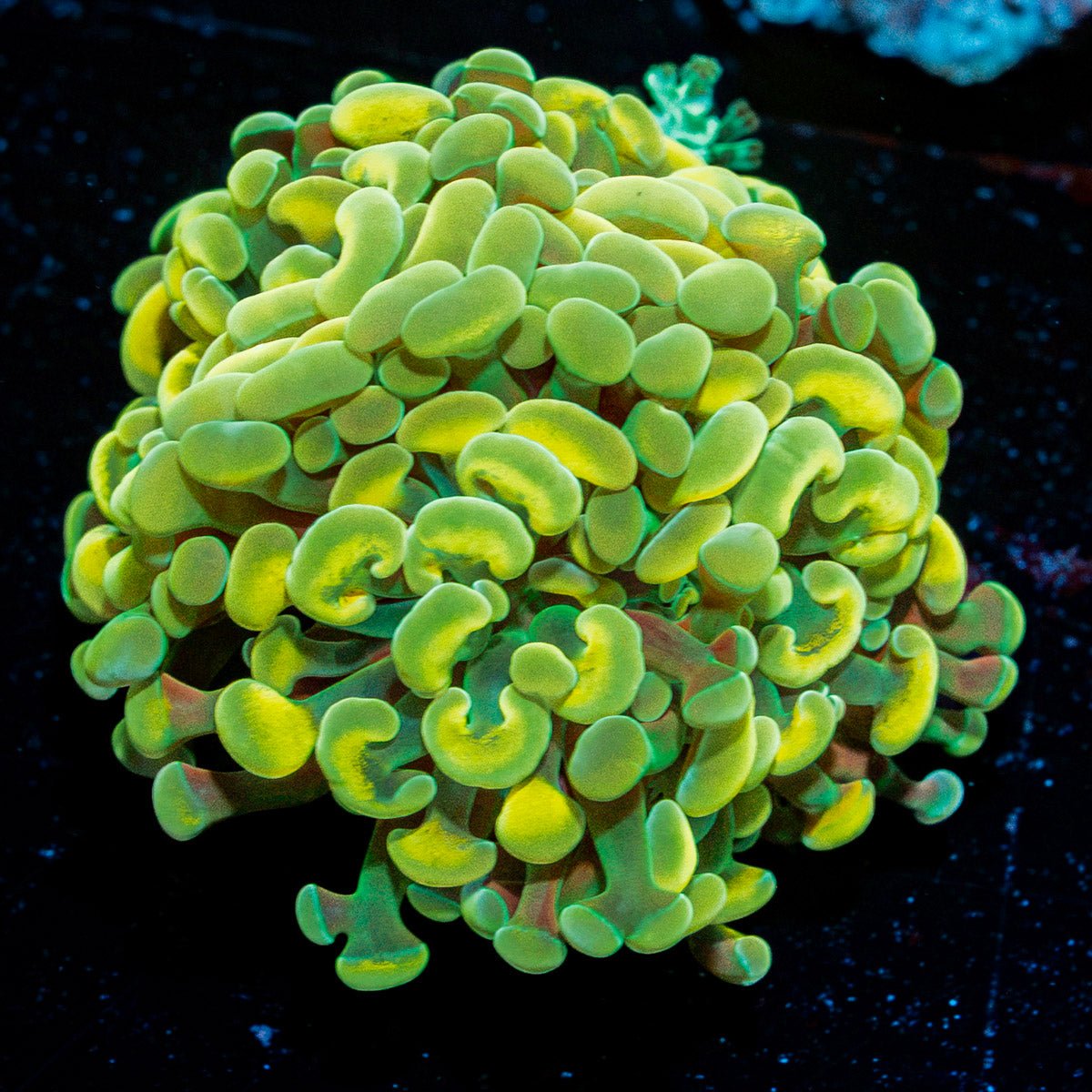 Golden Hammer coral with branching fleshy heads in reef aquarium