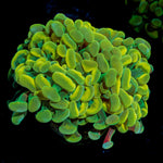 Golden Hammer coral with branching fleshy heads in reef aquarium