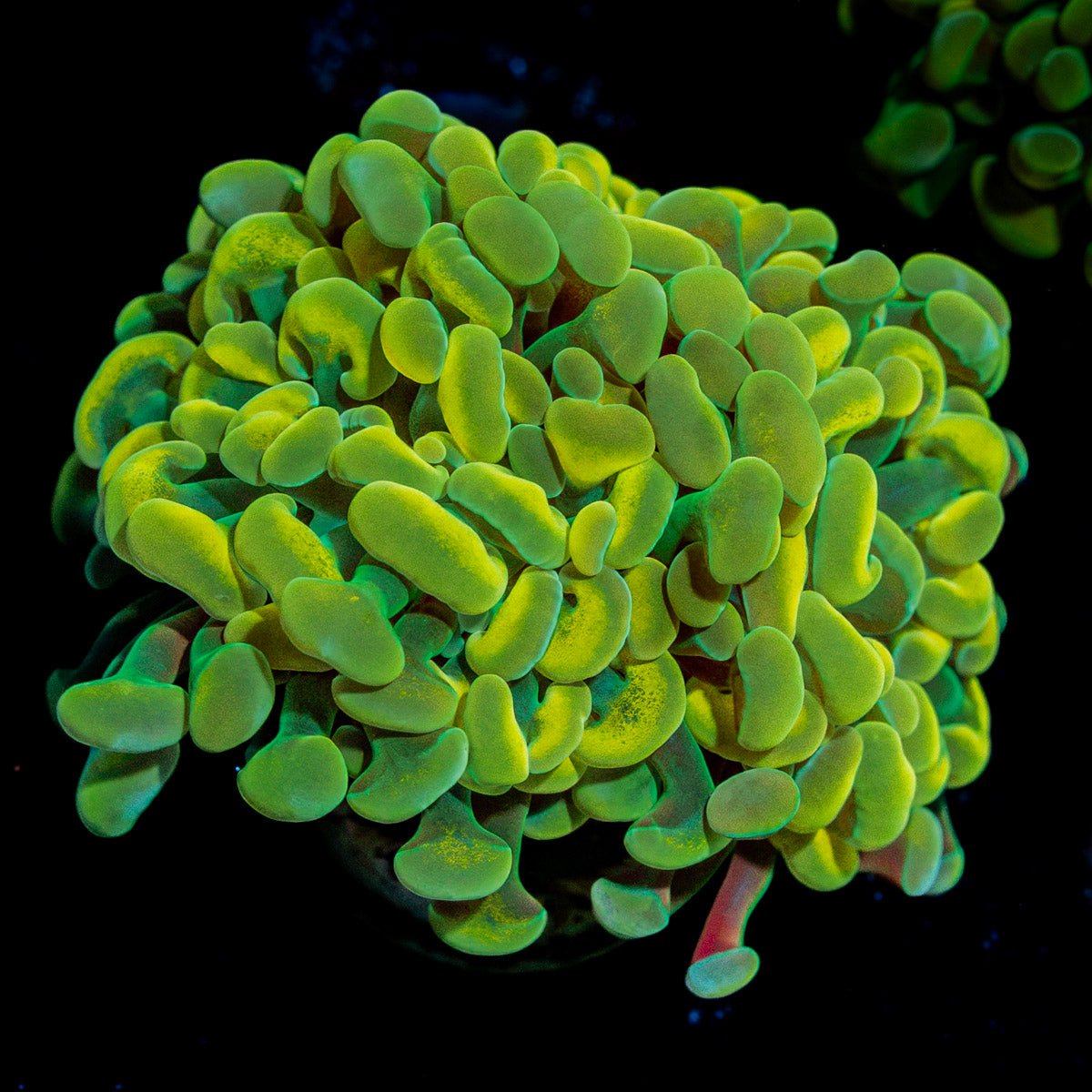 Golden Hammer coral with branching fleshy heads in reef aquarium