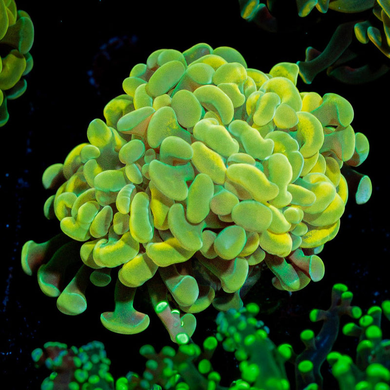 Golden Hammer Coral