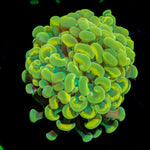 Golden Hammer coral with branching fleshy heads in reef aquarium