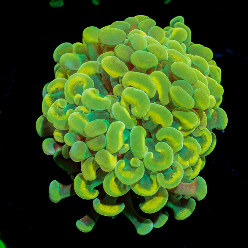 Golden Hammer Coral