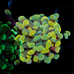 Golden Hammer coral with branching fleshy heads in reef aquarium