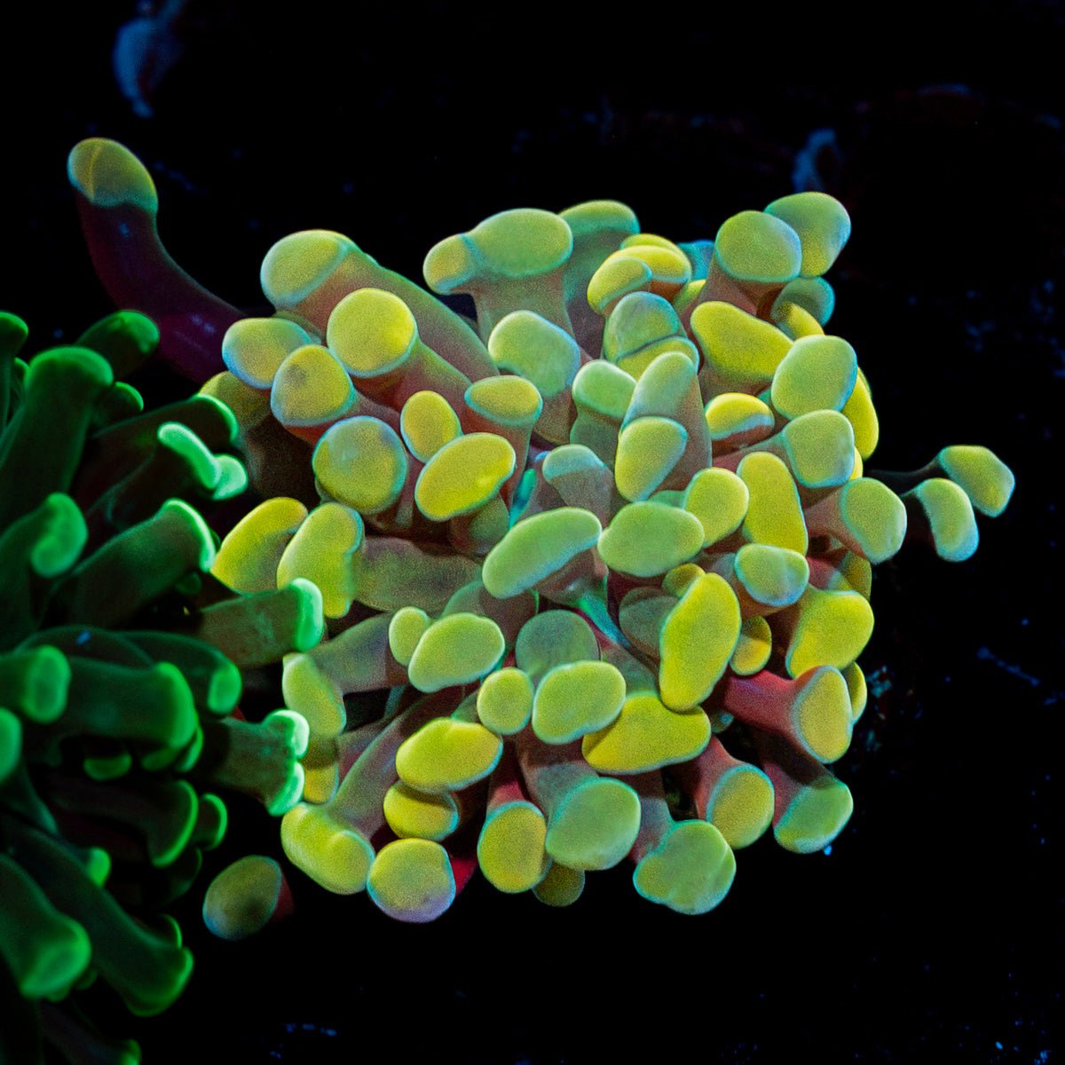 Golden Hammer coral with branching fleshy heads in reef aquarium