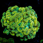 Golden Hammer coral with branching fleshy heads in reef aquarium
