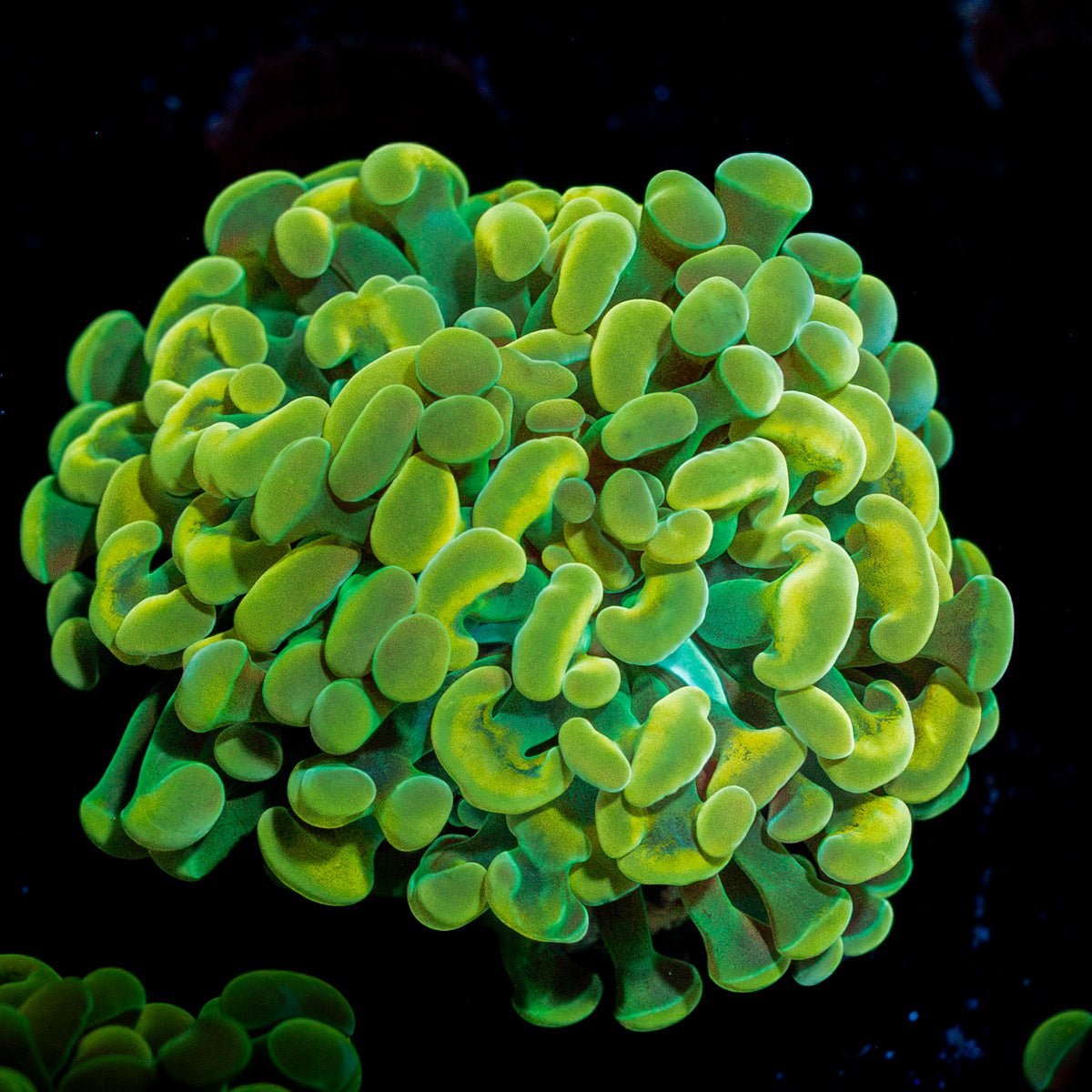 Golden Hammer coral with branching fleshy heads in reef aquarium