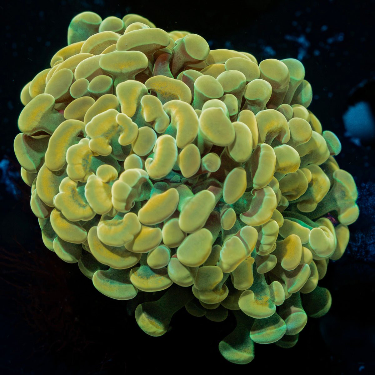 Golden Hammer Coral with branching fleshy heads in reef aquarium