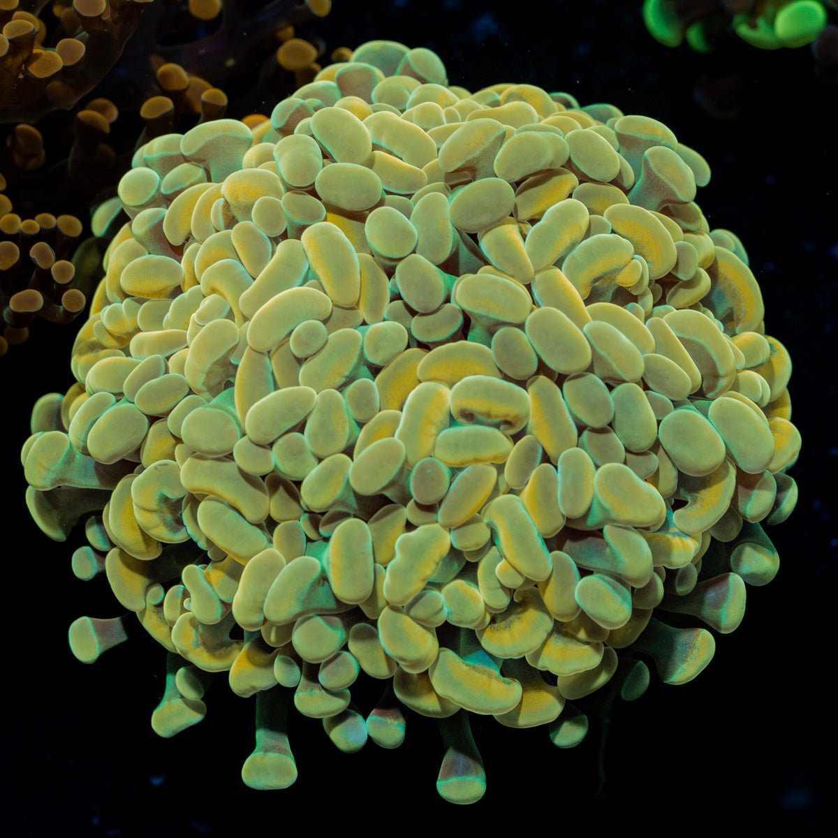 Golden Hammer Coral with branching fleshy heads in reef aquarium