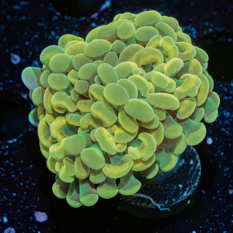 Golden Hammer Coral with branching fleshy heads in reef aquarium