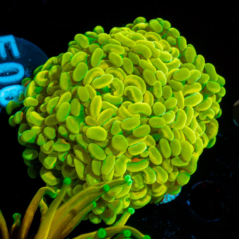 Golden Hammer Euphyllia Coral with branching fleshy heads in reef aquarium