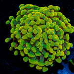 Golden Hammer Euphyllia Coral with branching fleshy heads in reef aquarium