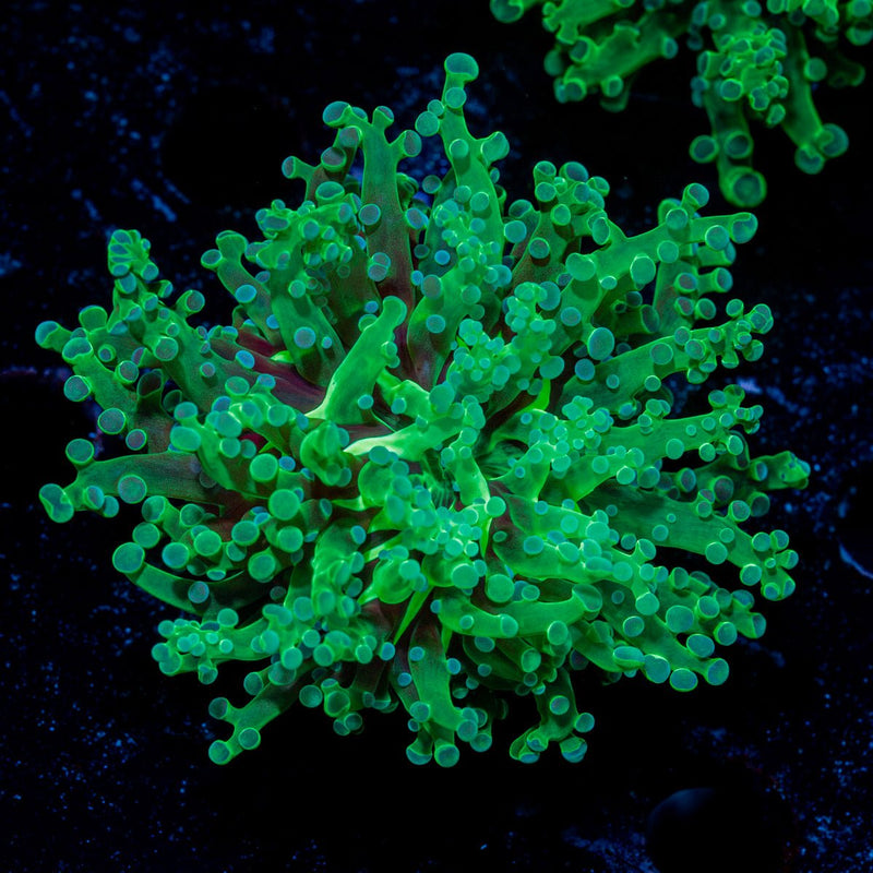 Golden Hammer Euphyllia Coral with branching fleshy heads in reef aquarium