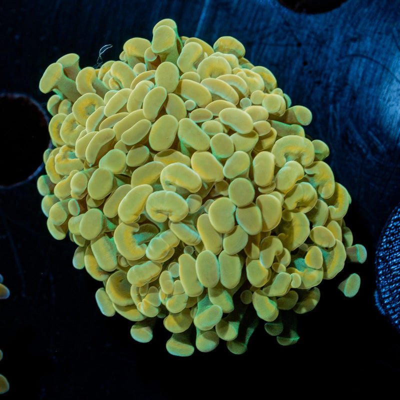 Golden Hammer Euphyllia Coral with branching fleshy heads in reef aquarium