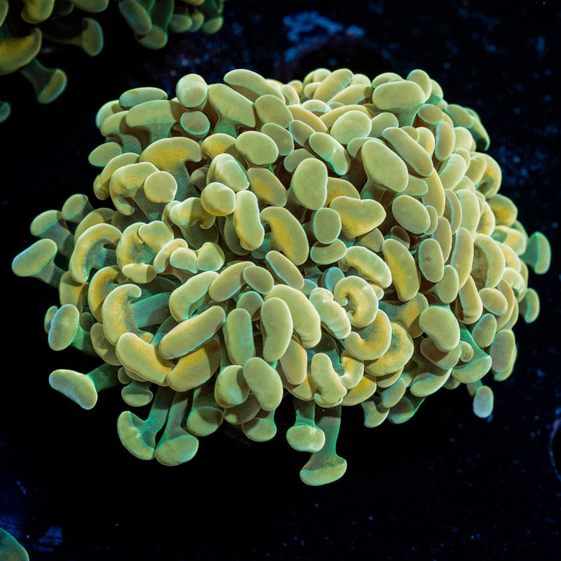Golden Hammer Euphyllia Coral with branching fleshy heads in reef aquarium