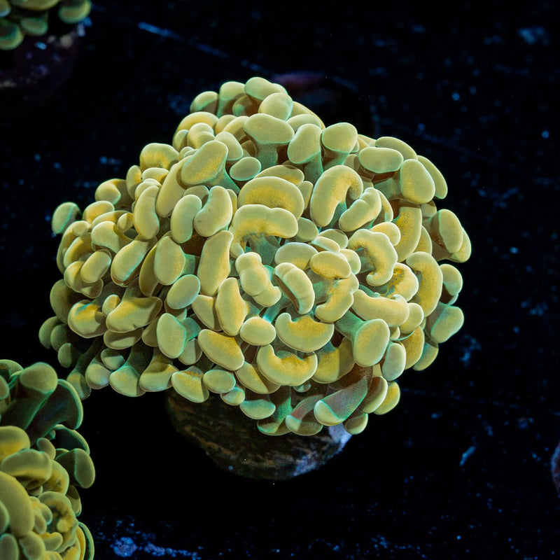 Golden Hammer Euphyllia Coral with branching fleshy heads in reef aquarium