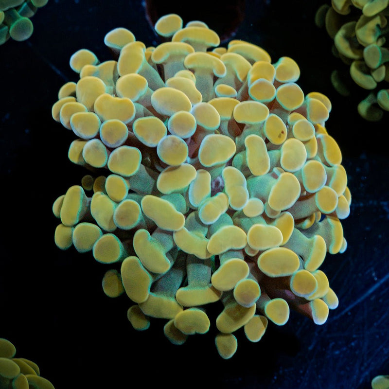 Golden Hammer Euphyllia Coral with branching fleshy heads in reef aquarium