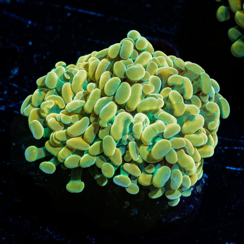 Golden Hammer Euphyllia Coral with branching fleshy heads in reef aquarium