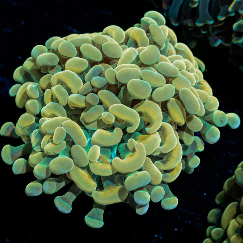 Golden Hammer Euphyllia Coral with branching fleshy heads in reef aquarium