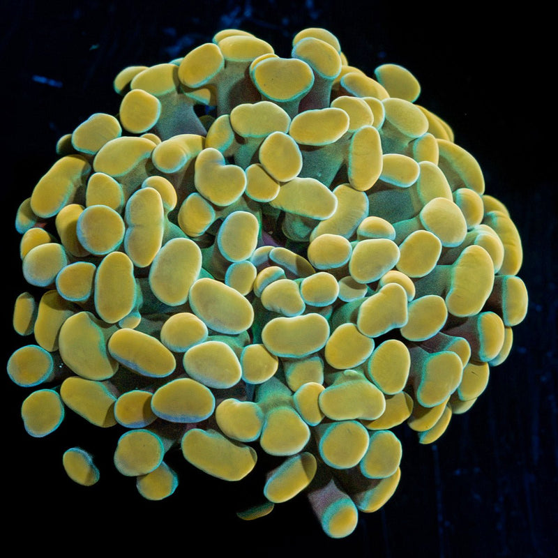 Golden Hammer Euphyllia Coral with branching fleshy heads in reef aquarium