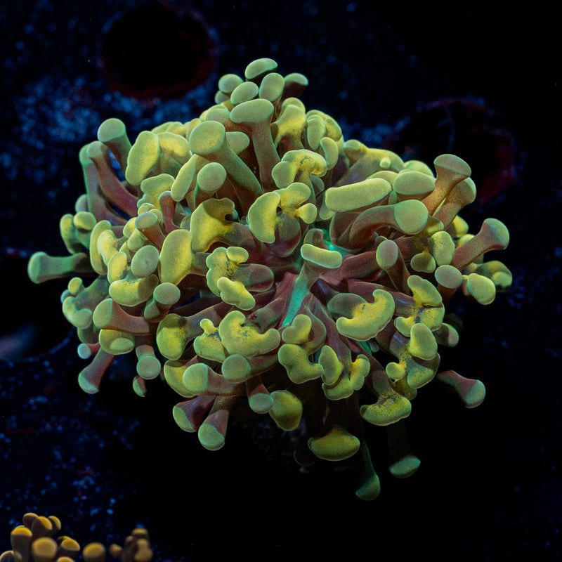 Golden Hammer Euphyllia Coral