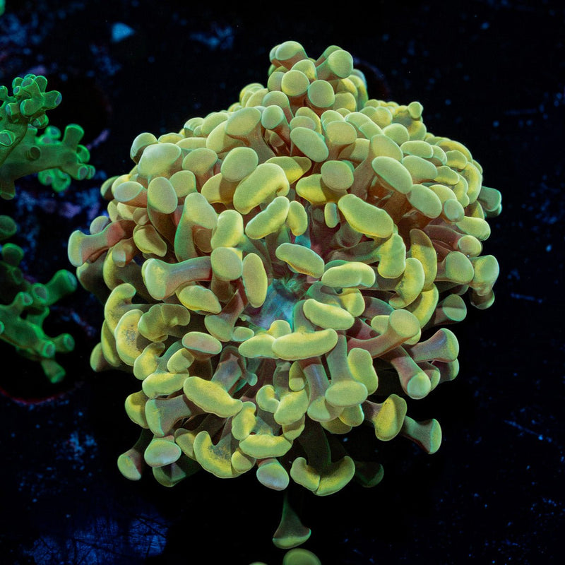 Golden Hammer Euphyllia Coral