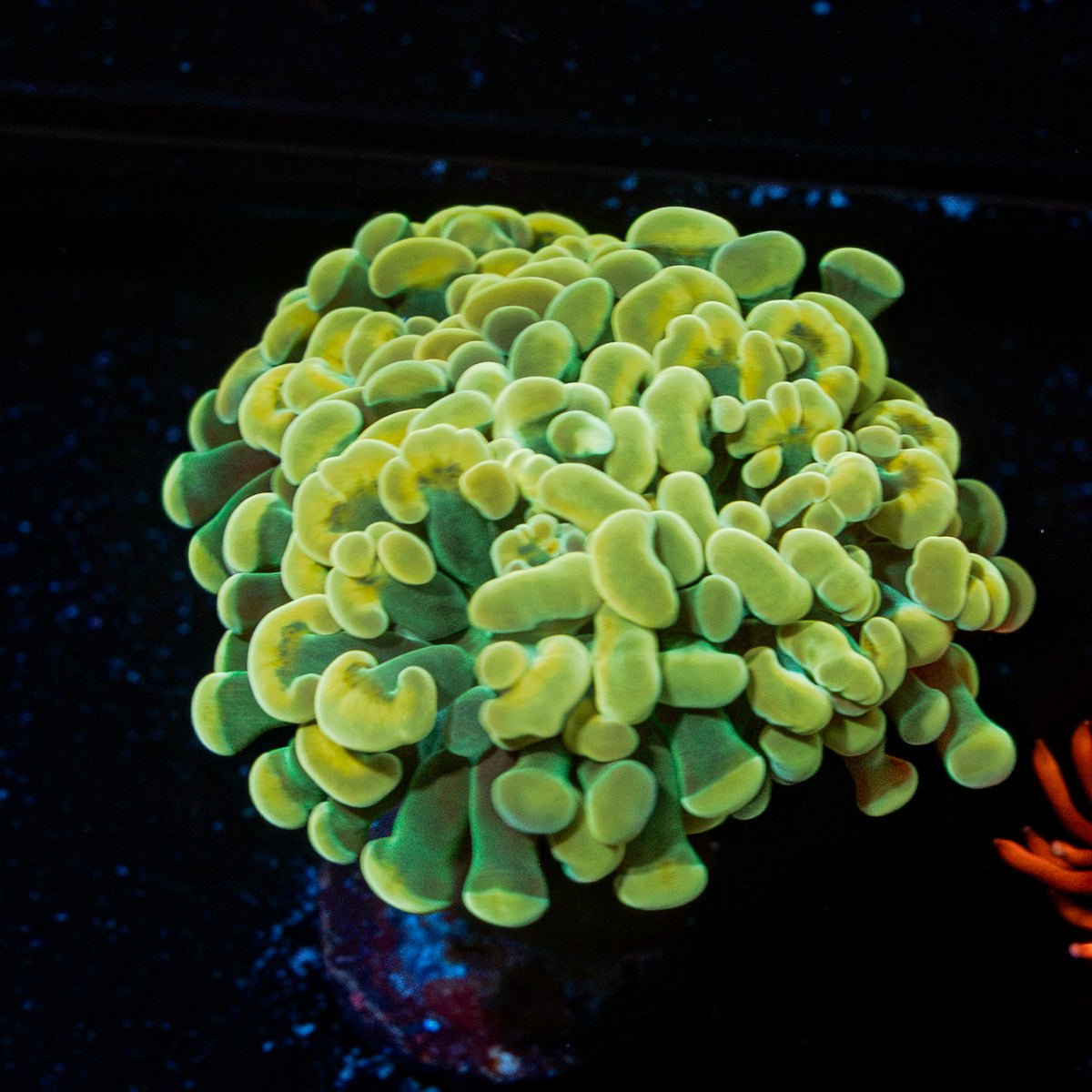 Golden Hammer Euphyllia Coral with branching fleshy heads in reef aquarium