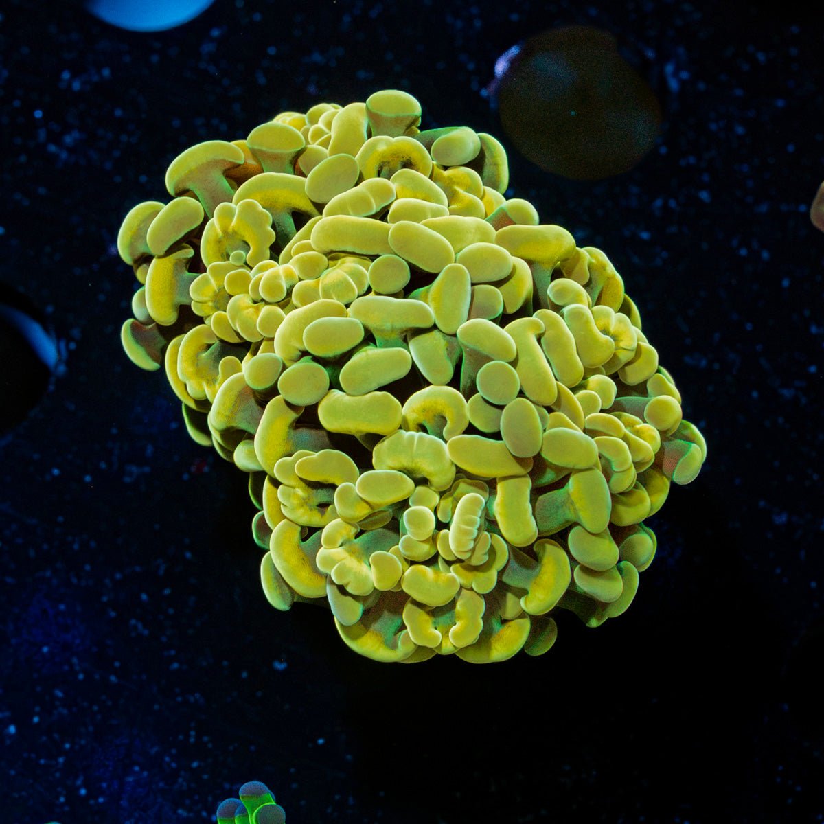 Golden Hammer Euphyllia Coral with branching fleshy heads in reef aquarium