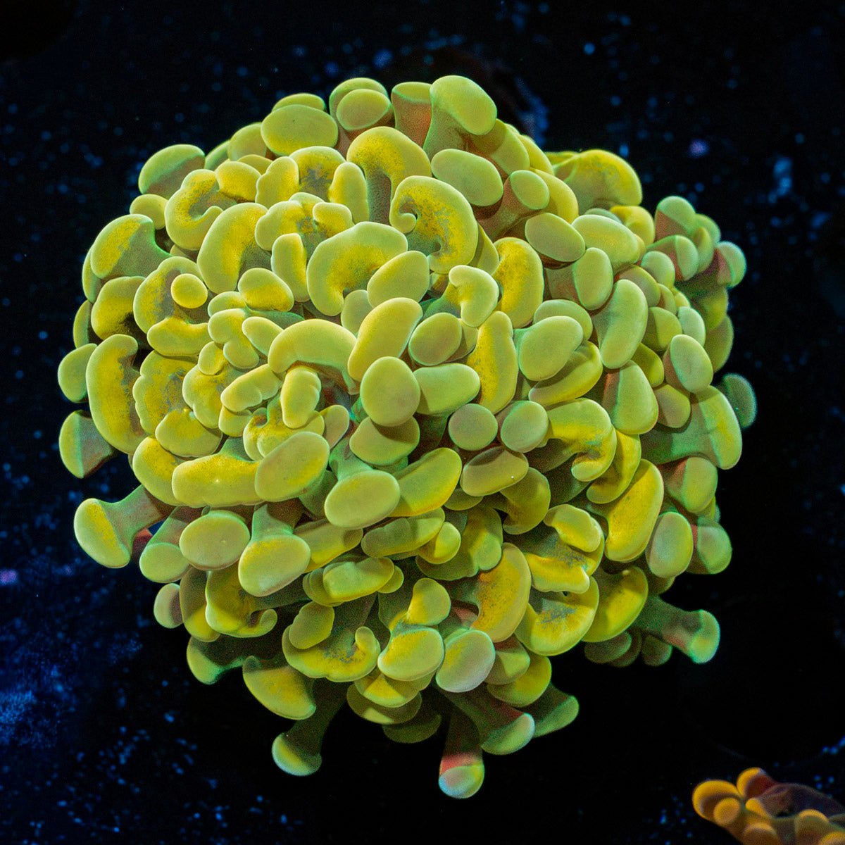 Golden Hammer Euphyllia Coral with branching fleshy heads in reef aquarium