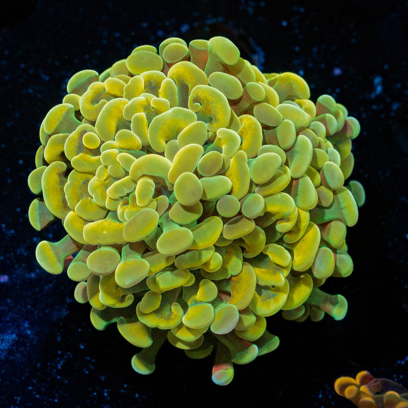 Golden Hammer Euphyllia Coral with branching fleshy heads in reef aquarium