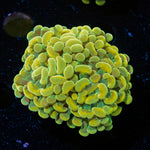 Golden Hammer Euphyllia Coral with branching fleshy heads in reef aquarium