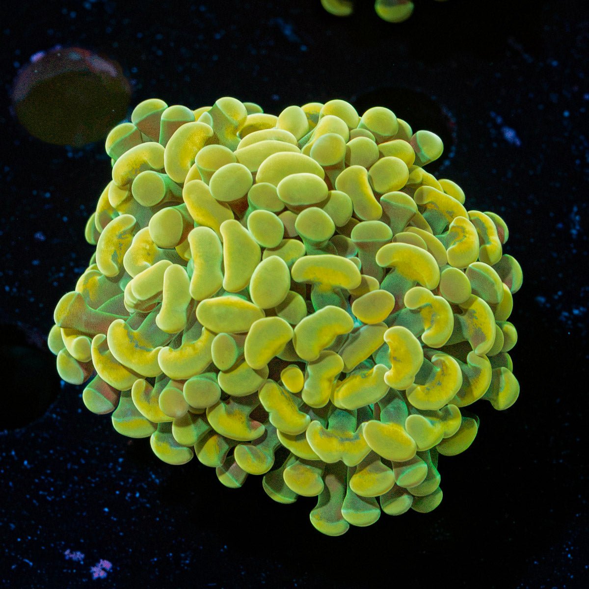 Golden Hammer Euphyllia Coral with branching fleshy heads in reef aquarium