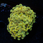 Golden Hammer Euphyllia Coral with branching fleshy heads in reef aquarium