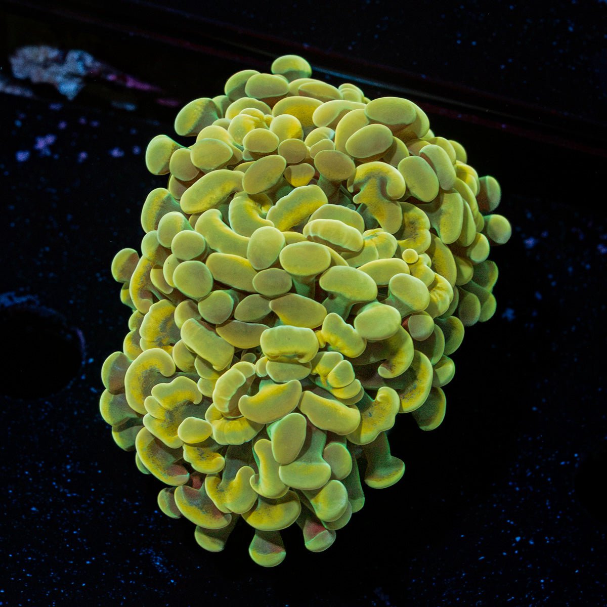 Golden Hammer Euphyllia Coral with branching fleshy heads in reef aquarium